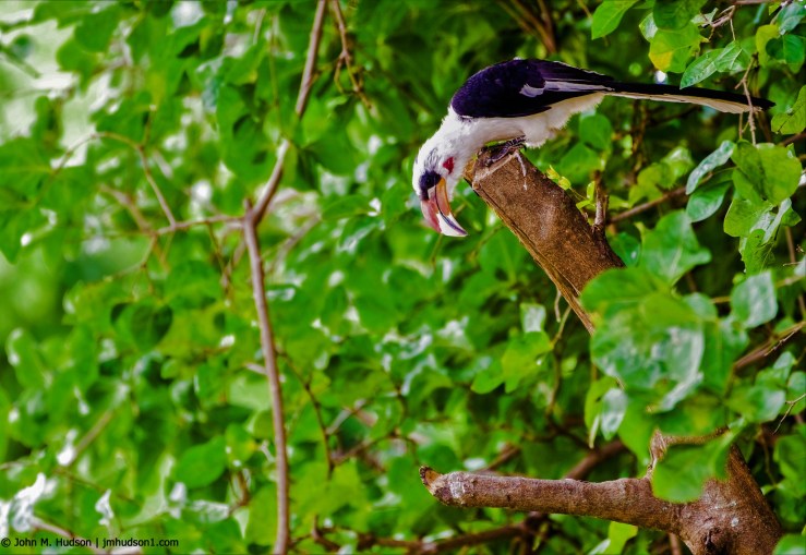2019.06.03.1558 Von Der Decken's Hornbill POD