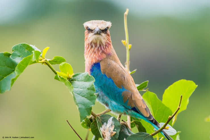 2019.06.03.2726 Lilac-Breasted Roller POD