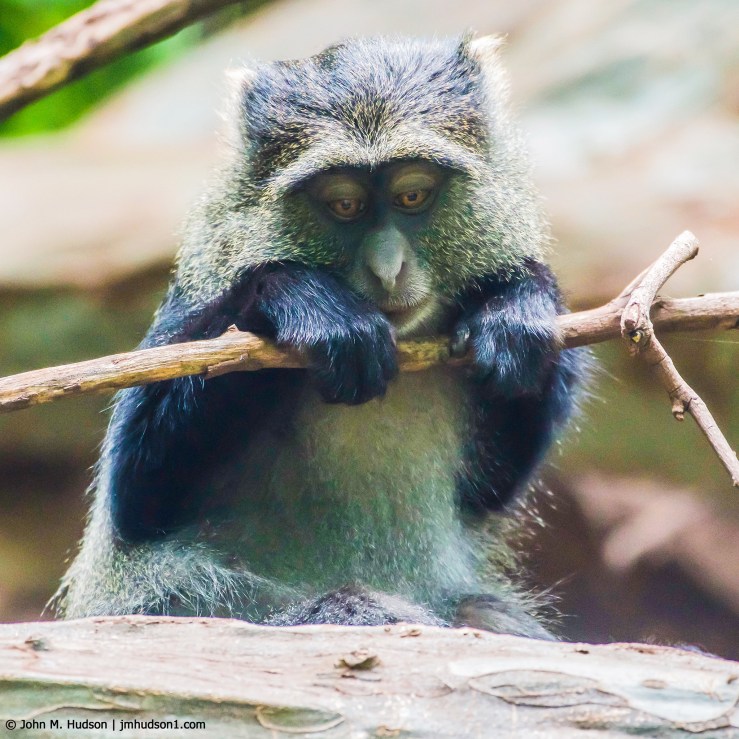 2019.06.04.1903 Blue Monkey POD