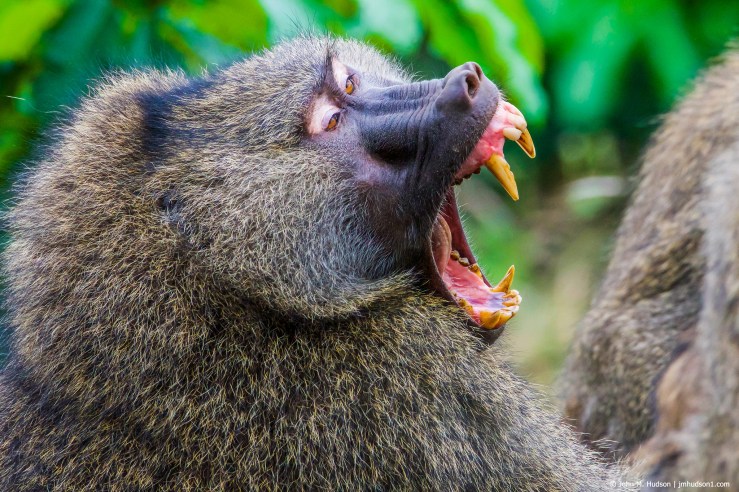 2019.06.04.1930 Olive Baboon POD