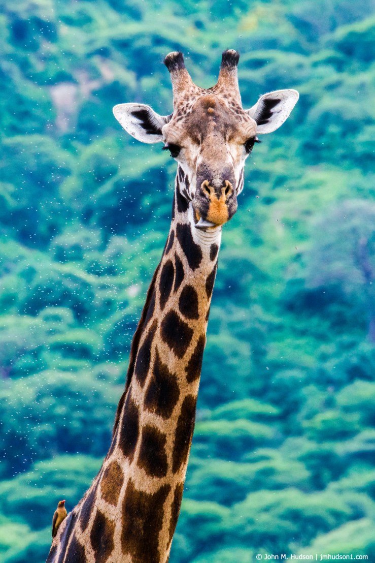 2019.06.04.2290 Maasai Giraffe POD
