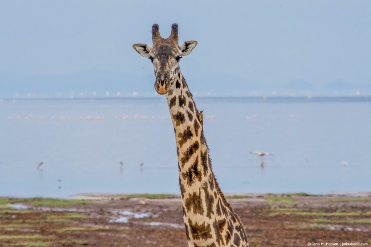 2019.06.04.2338 Maasai Giraffe VI POD