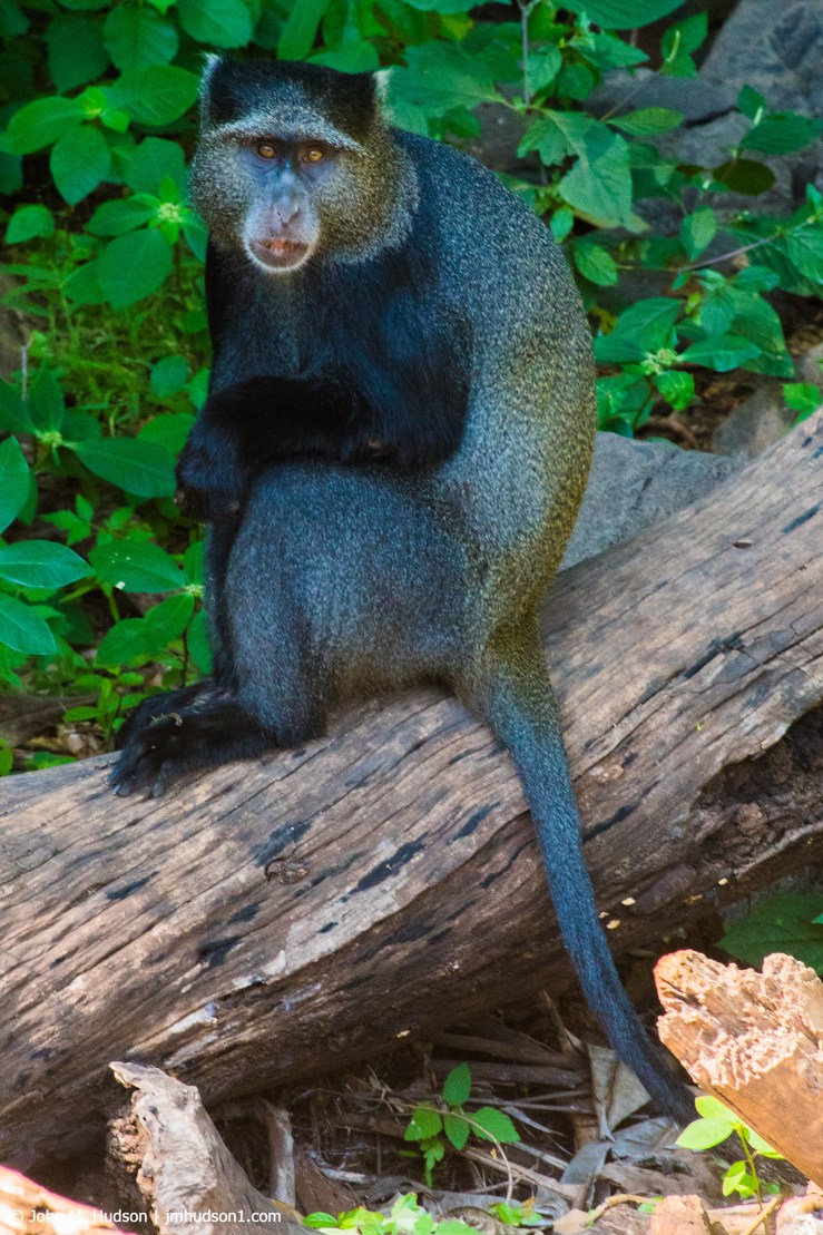2019.06.04.2841 Manyara Blue Monkey POD