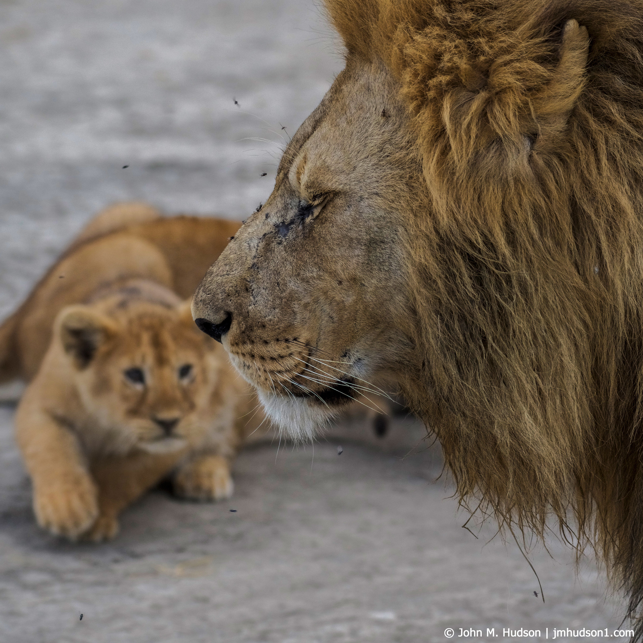 2019.06.06.2829 Big Simba and Little SImba POD