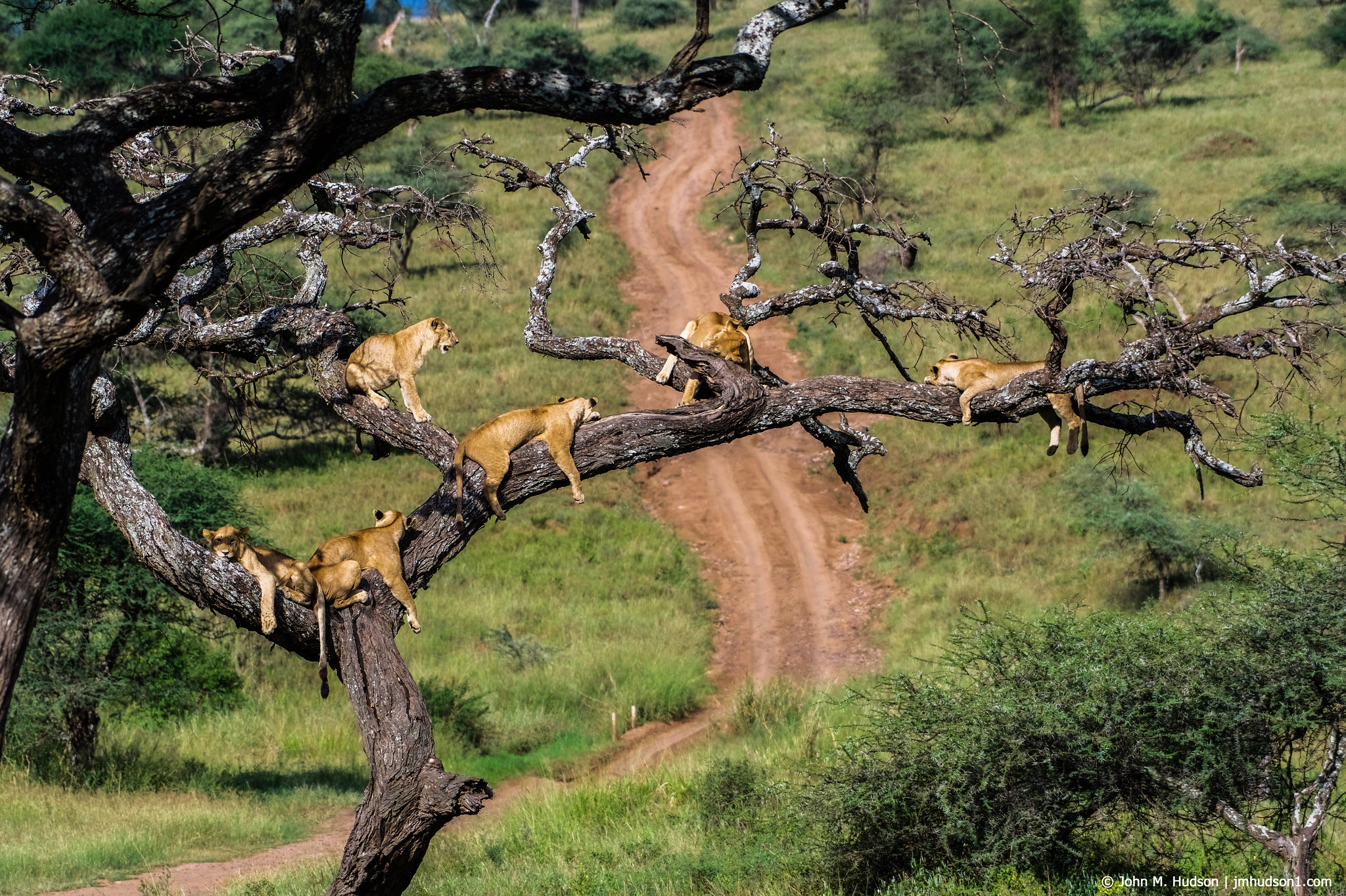 2019.06.06.2990 Lions in Tree III POD