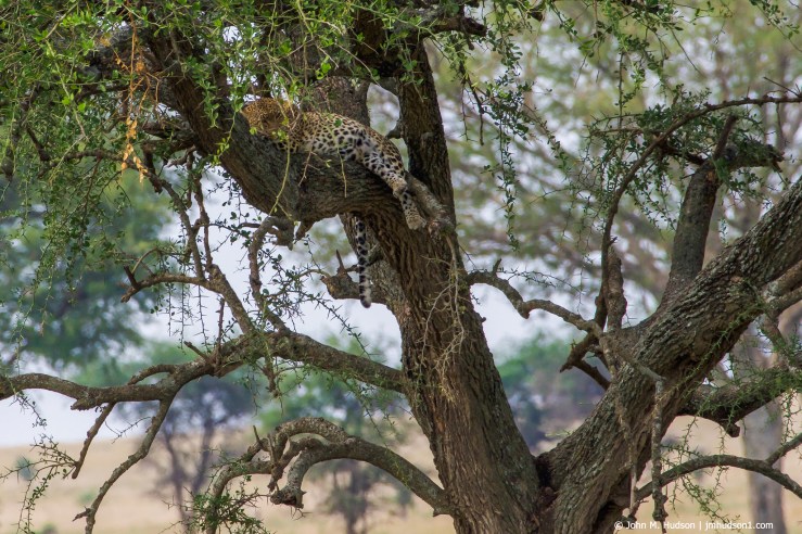 2019.06.07.3261 Seronera Leopard POD