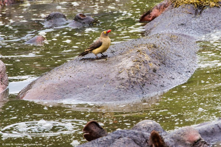 2019.06.07.3344 Oxpecker on a Hippo POD