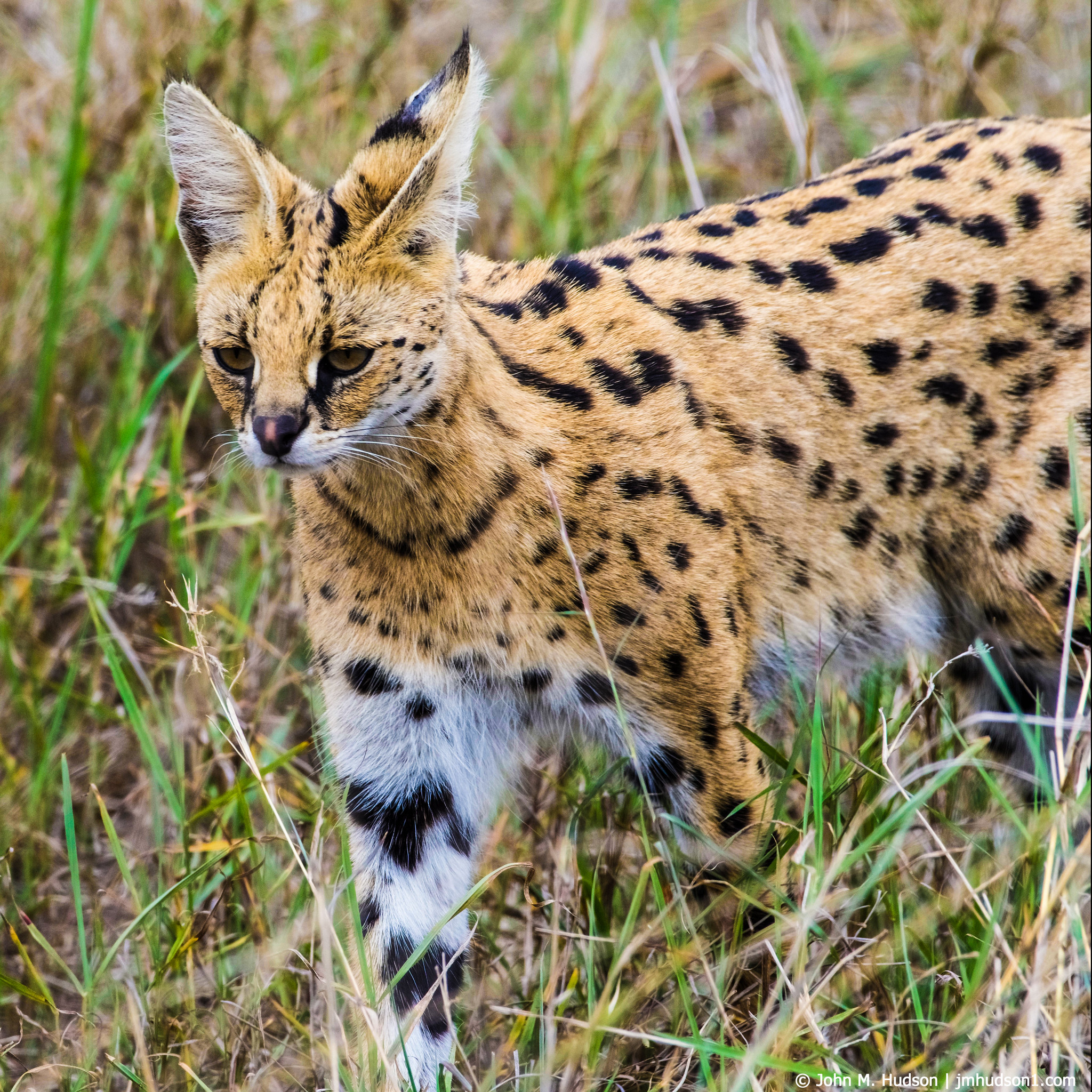 2019.06.07.3480 Serval Cat POD
