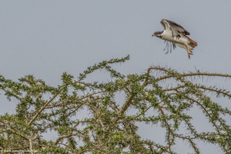 2019.06.08.3754 Augur Buzzard POD