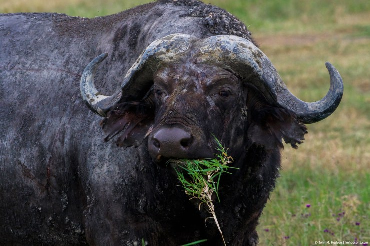 2019.06.09.4039 Cape Buffalo POD
