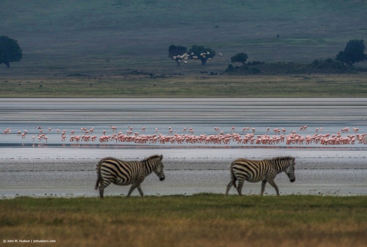 2019.06.09.4120 Blacksmith Lapwings, Flamingoes &amp; Zebras POD