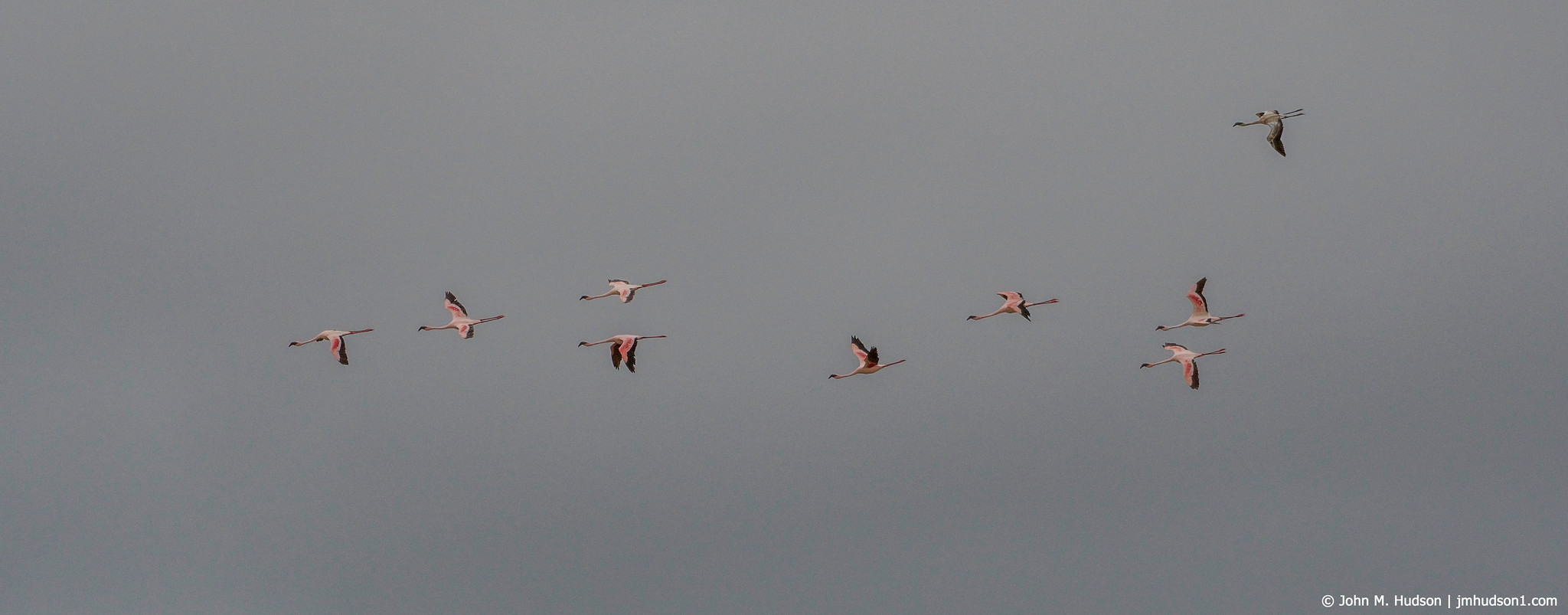 2019.06.09.4244 Flamingos in Flight POD