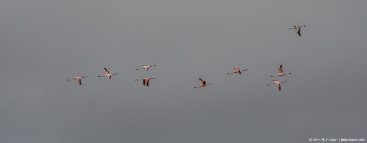 2019.06.09.4244 Flamingos in Flight POD