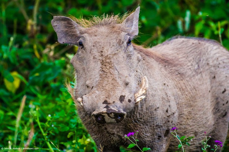 2019.06.09.4412 Warthog POD
