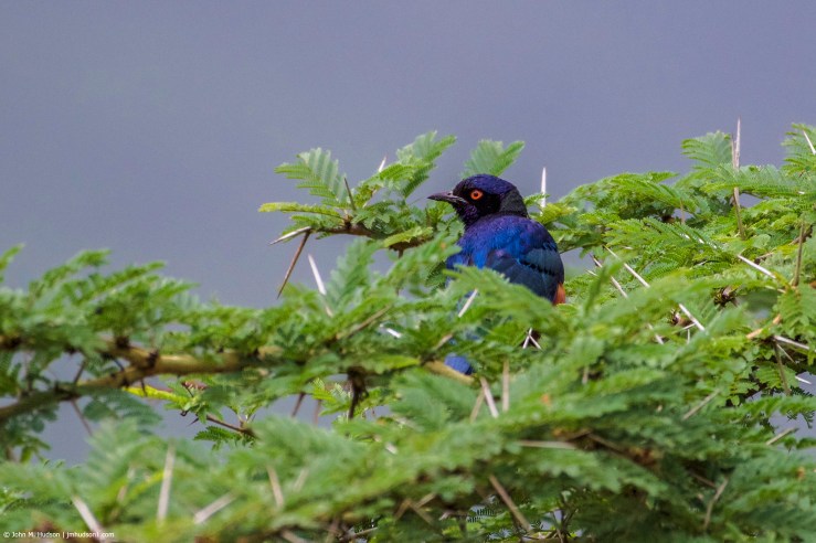 2019.06.09.4428 Hildebrandt's Starling POD