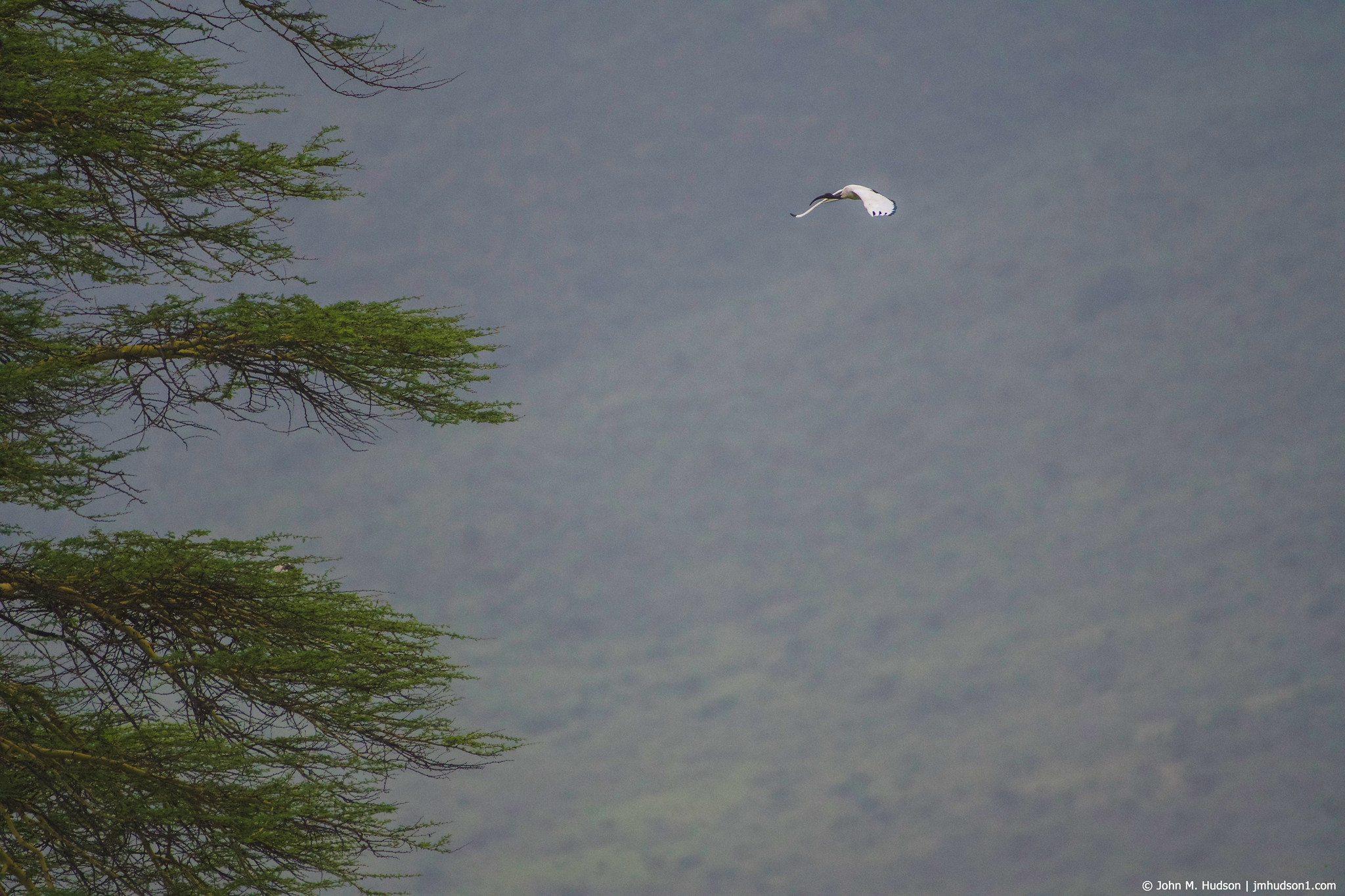 2019.06.09.4456 Sacred Ibis POD