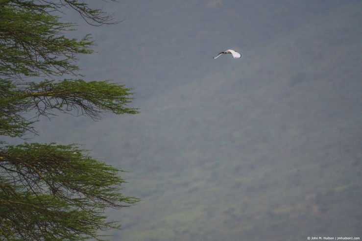 2019.06.09.4456 Sacred Ibis POD