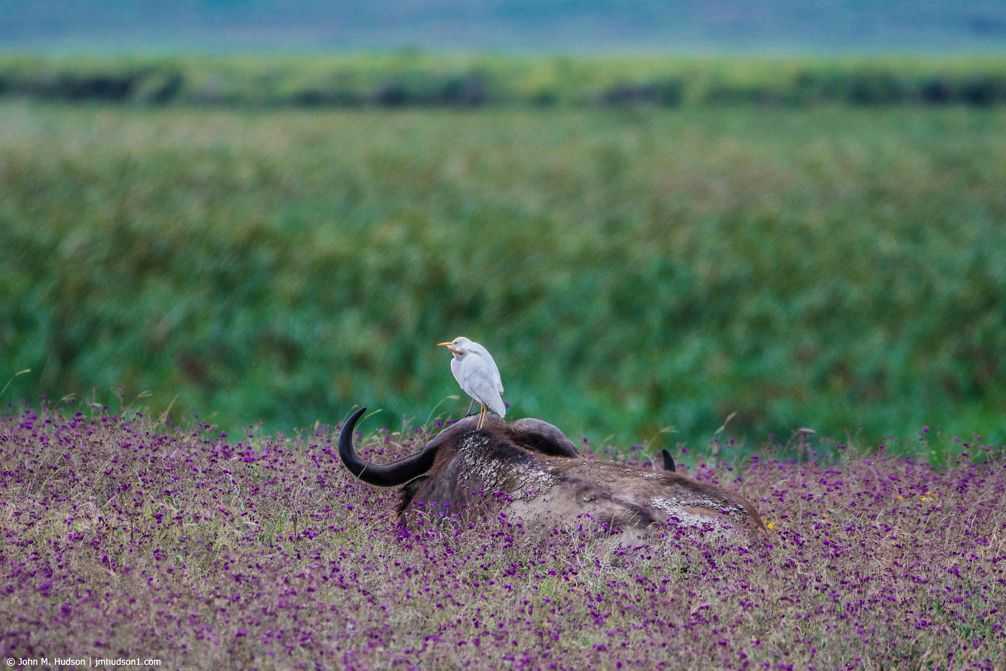 2019.06.09.4575 Buffalo &amp; Egrets POD