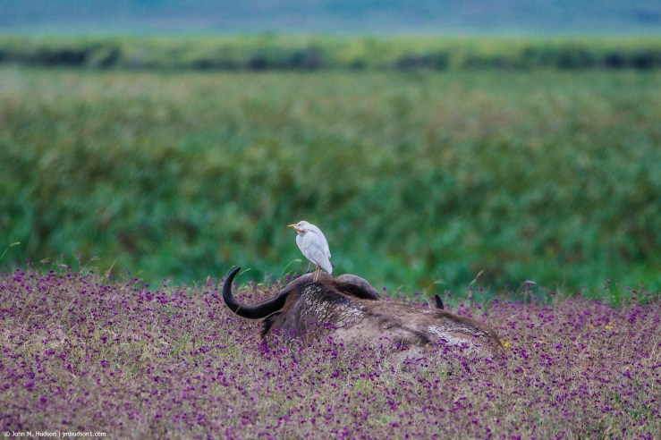 2019.06.09.4575 Buffalo &amp; Egrets POD