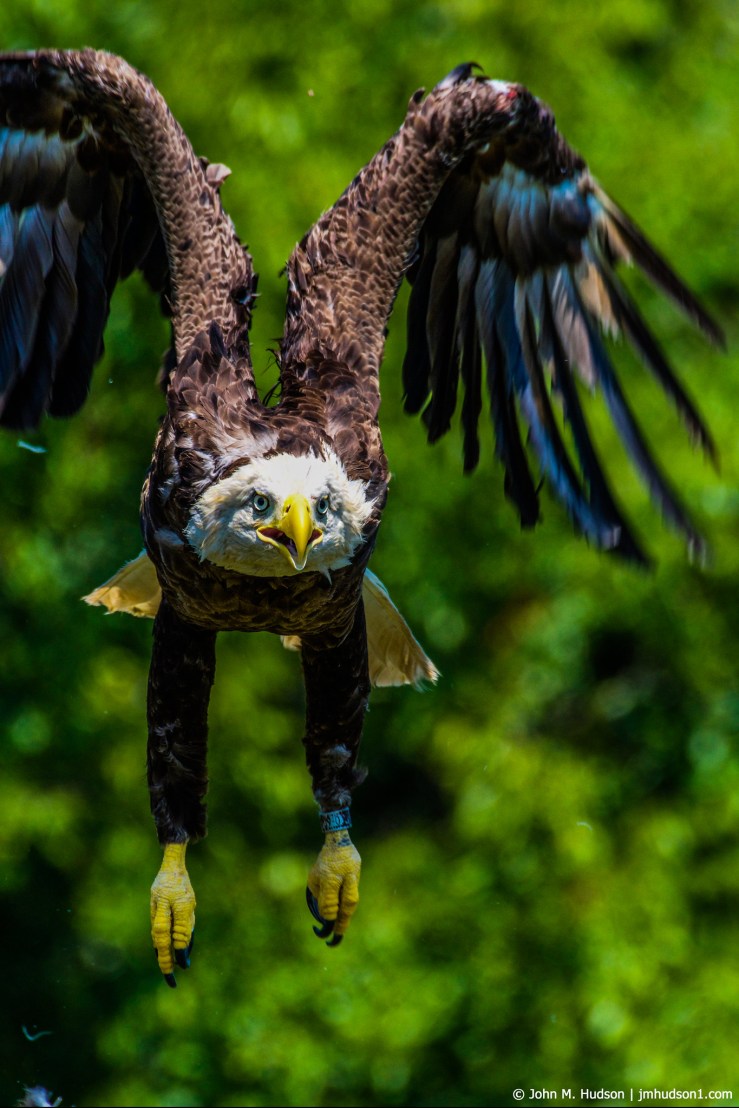 2019.07.30.5492 Eagle II POD